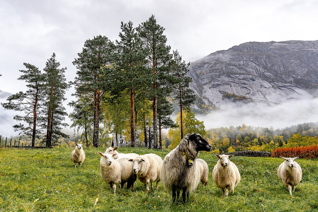 KNOW YOUR MATERIALS: WOOL