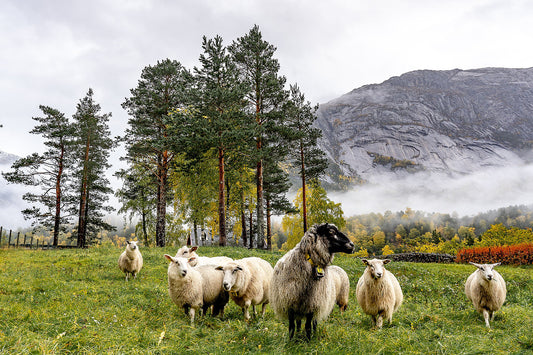 KNOW YOUR MATERIALS: WOOL
